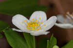 Eastern false rue anemone